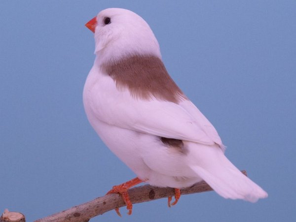 Getekende witkop bruin P1306385